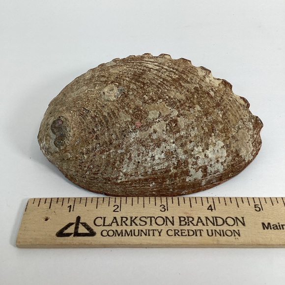 Green Abalone Sea Shell One Side Polished Natural Beach Craft 5.5" X 4.25" - Picture 13 of 15